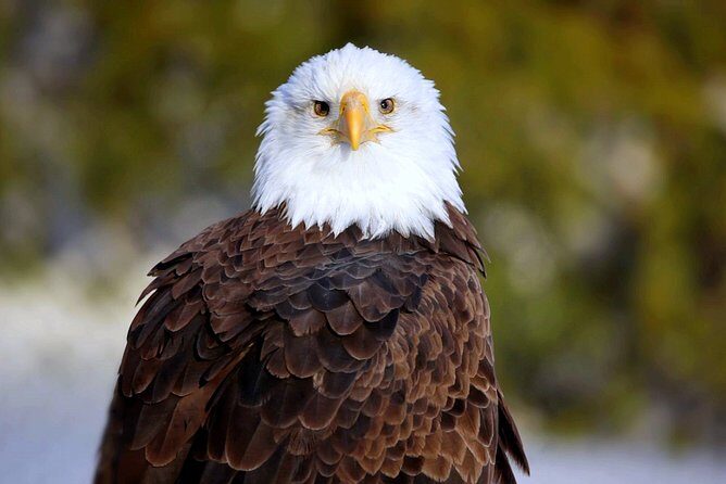 Central Florida Everglades Airboat Tour from Orlando - Final Thoughts