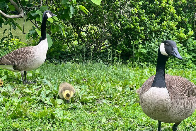 Central Park Guided Walking Tour with Iconic Sights and History - Key Points