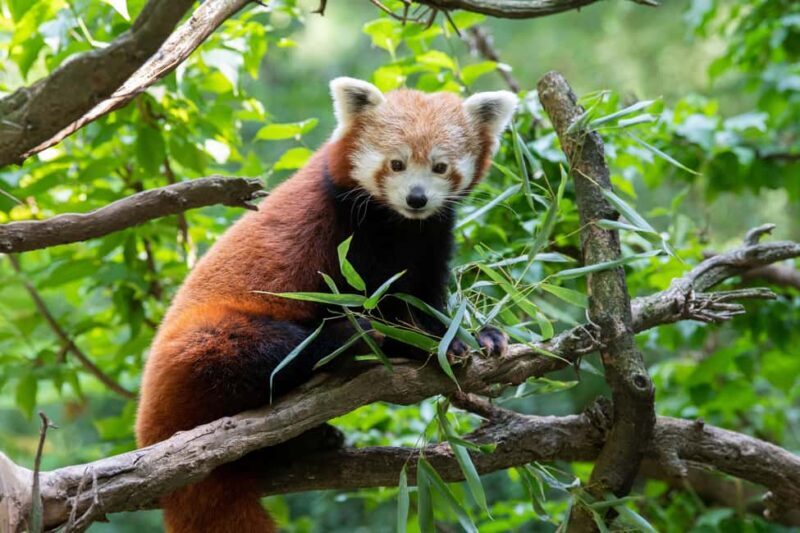 Central Park Zoo Entry Ticket - A Close Look at the Central Park Zoo: What to Expect