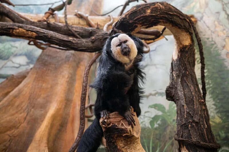 Central Park Zoo Entry Ticket - FAQ