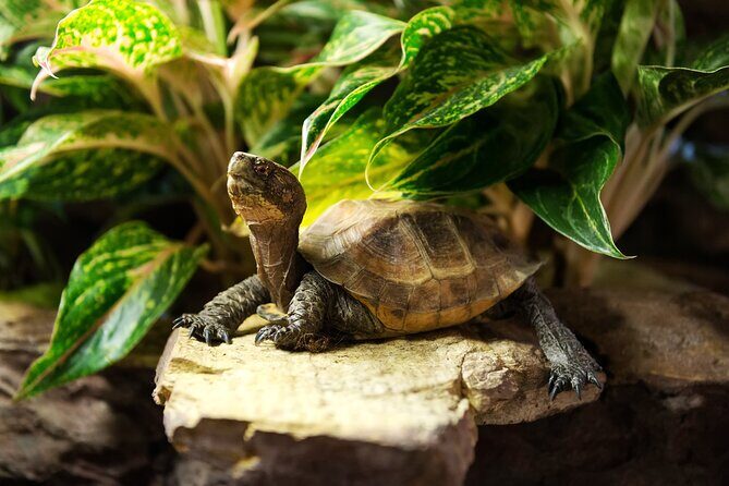 Central Park Zoo Skip-the-line Tickets & Private Transfers - The Convenience of Private Transfers