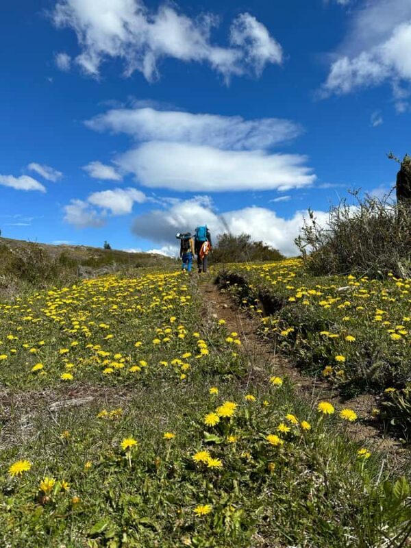 Cerro Castillo: Patagonia Mountain Trekking to the Lagoon - A Deep Dive: Why This Tour Stands Out