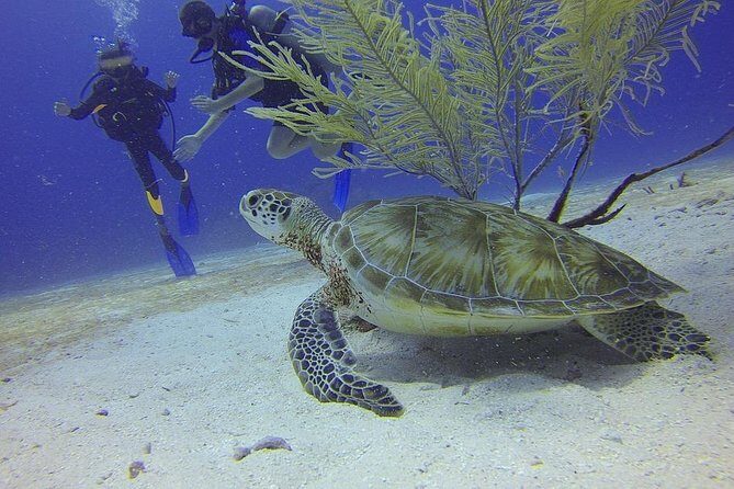 Certified 2-Tank Scuba Diving Tour from Montego Bay - Exploring Jamaica’s Underwater Wonders: A Comprehensive Review of the Certified 2-Tank Scuba Diving Tour from Montego Bay