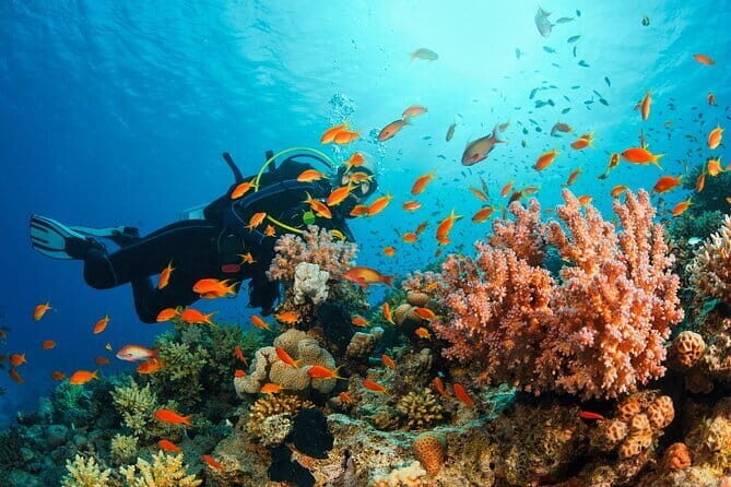 Certified and Beginner Scuba Diving from Pattaya - Discover Pattaya’s Underwater World with Certified and Beginner Scuba Diving Tours