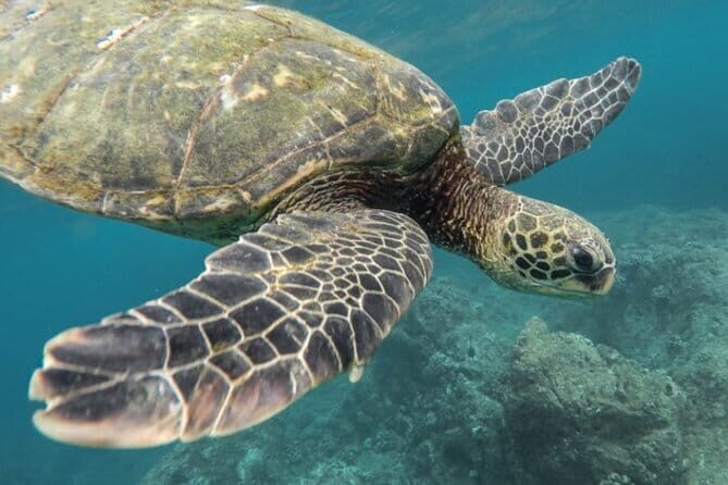 Certified and Beginner Scuba Diving from Pattaya - Key Points