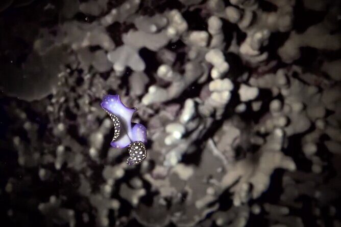 Certified Beach Night Dive - Who Should Consider This Tour?