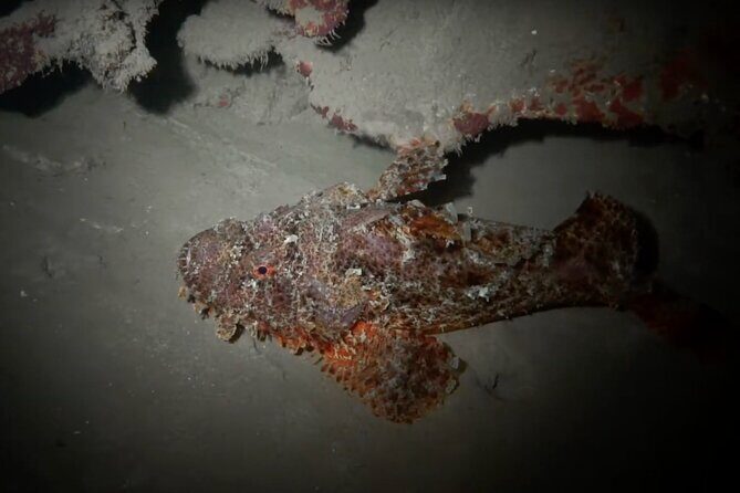Certified Beach Night Dive - Final Thoughts