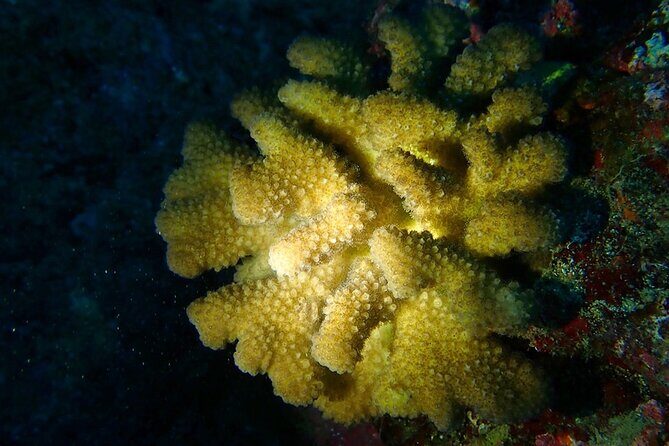 Certified Beach Night Dive - FAQs About the Certified Beach Night Dive