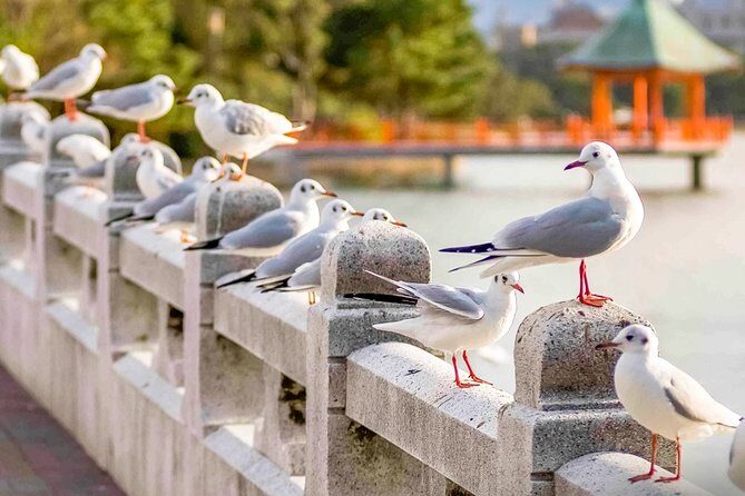 Certified by Fukuoka: A Photogenic Tour to Visit Beautiful Spots with Kimono on! - Practical Details and Tips