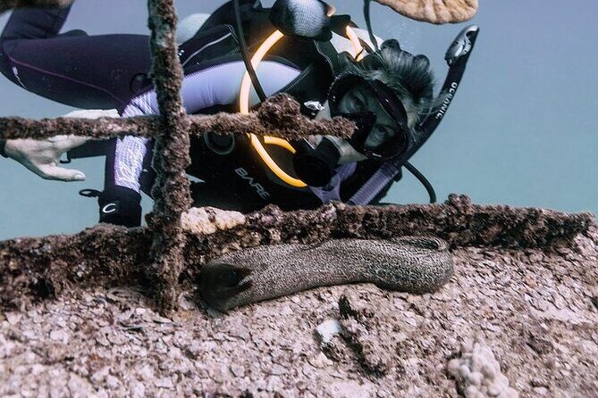 Certified Divers: Best 2-Tank Wrecks & Reef Boat Dive All Inclusive From Waikiki - An In-Depth Look at the Waikiki Dive Center’s 2-Tank Wreck and Reef Tour