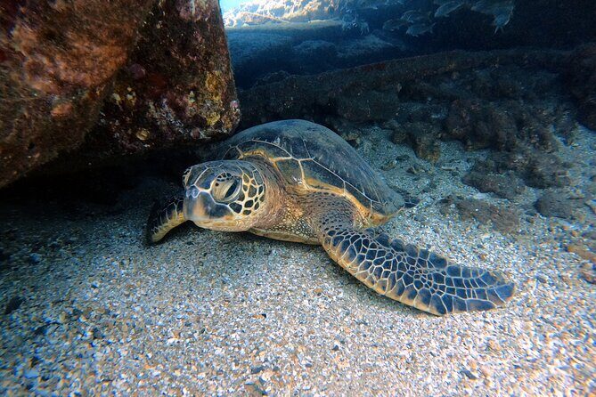 Certified Divers! Scuba dive the Ka'anapali Coast and more! - A Practical Look at the Certified Scuba Diving Experience off Maui’s Kaanapali Coast