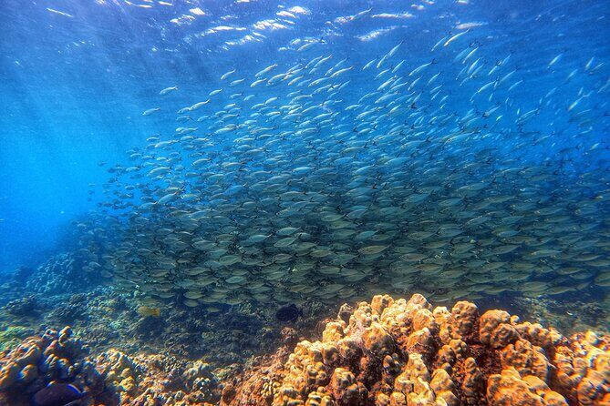 Certified Divers! Scuba dive the Ka'anapali Coast and more! - Key Points