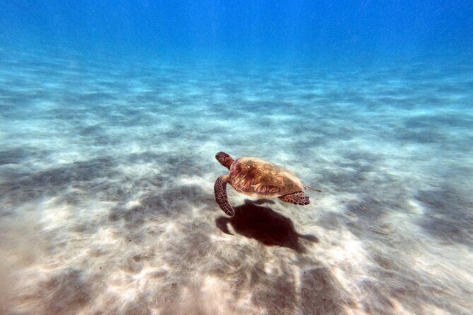 Certified Divers! Scuba dive the Ka'anapali Coast and more! - FAQs