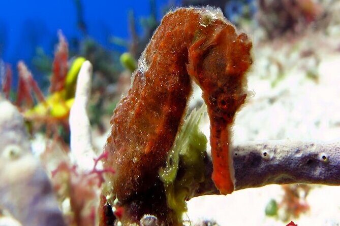 Certified Diving Experience in Cozumel - Certified Diving Experience in Cozumel: A Deep Dive into Authentic Reef Exploration