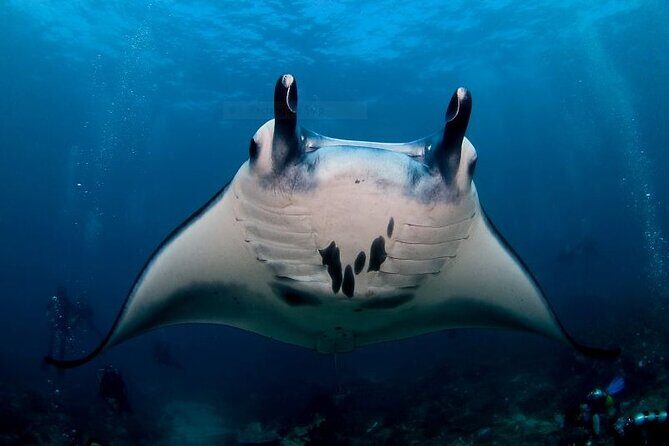 Certified Scuba Dive with Manta Rays (Open Water Diver minimum) - Certified Scuba Dive with Manta Rays (Open Water Diver minimum): An Underwater Adventure in Bali