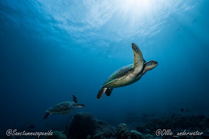 Certified Scuba Dive with Manta Rays (Open Water Diver minimum) - FAQs