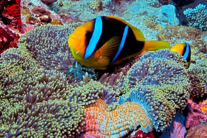 Certified Scuba Diving with Whitetip Marine Adventures team - Frequently Asked Questions