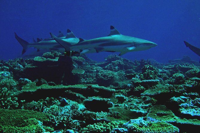 Certified Scuba Diving with Whitetip Marine Adventures team - Final Thoughts