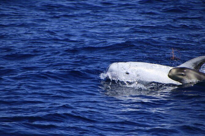 Cetacean Watching Tour - Final Thoughts: Is It Worth It?