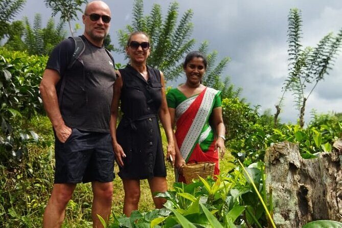 Ceylon Tea Experience Start from Colombo Port Passenger Terminal - Details on Transport and Price