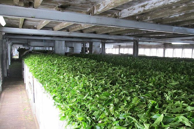 Ceylon Tea Experience Start from Colombo Port Passenger Terminal - Final Thoughts: Is It Worth It?