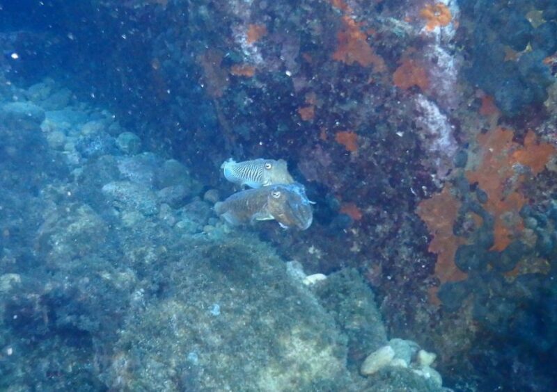 Chalkidiki: Scuba Diving for Beginners in Kassandra - What You Receive and What to Keep in Mind