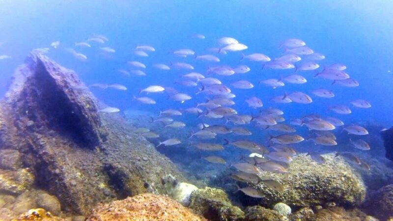 Chalkidiki: Scuba Diving for Beginners in Kassandra - Who Is This Tour Best For?