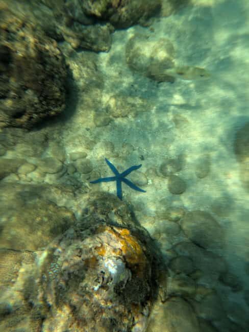 Cham Island: Small group Snorkeling Tour with Lunch - The Sum Up