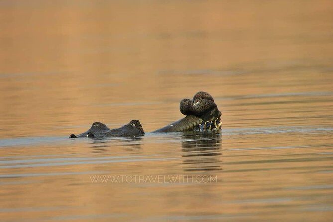 Chambal River Safari - Exploring the Chambal River Safari: A Unique Adventure Near Agra