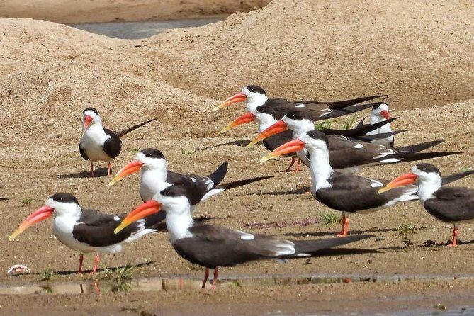 Chambal River Safari - An In-Depth Look at the Chambal River Safari
