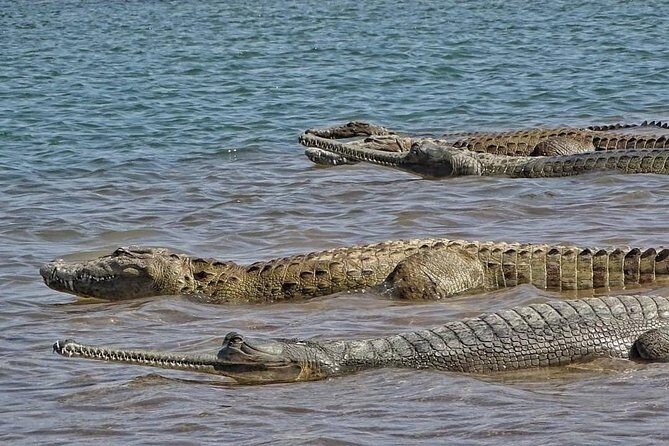 Chambal River Safari - The Value of the Chambal River Safari