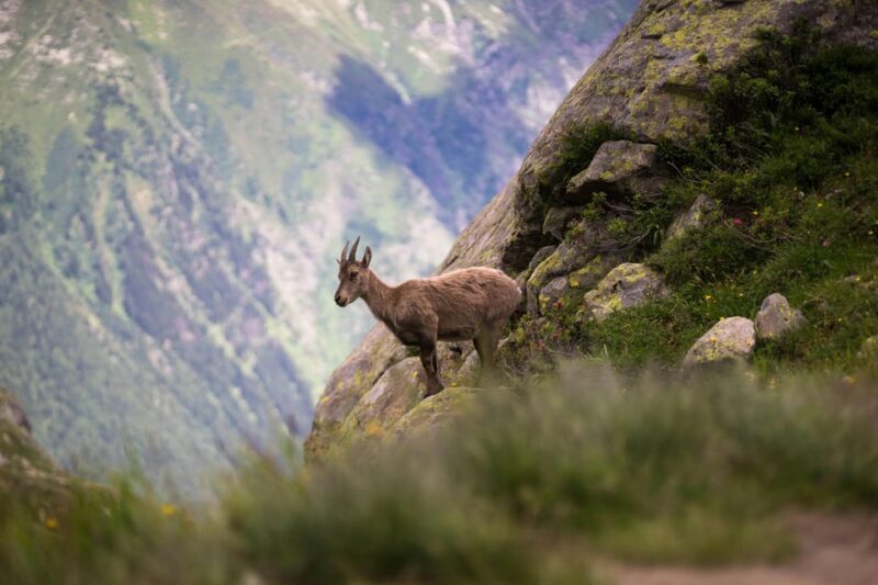 Chamonix: Guided Tour to the Aiguille du Midi and Montenvers - FAQ