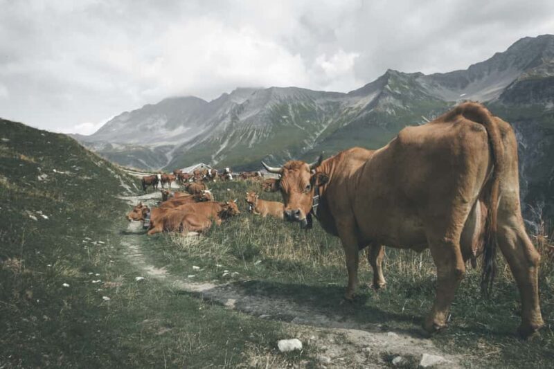 Chamonix: Hike and taste local products facing Mont Blanc - Chamonix: Hike and Taste Local Products Facing Mont Blanc