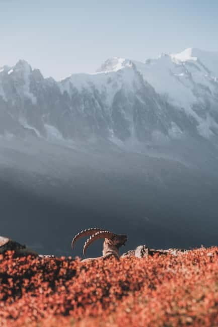 Chamonix: Mountain Photography Workshop at Lac Blanc - An In-Depth Look at the Experience