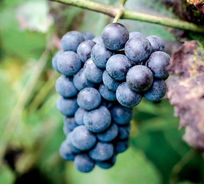 Champagne: Canard-Duchêne Champagne House Tour - Who Will Love This Tour?