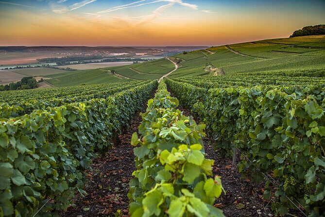 Champagne Day Trip from Reims including 7 Champagne Tastings - Summary: Who Will Love This Tour?