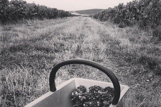 Champagne Lamiable: Stroll and taste in the Grand Cru Champagne vineyard - Why You Should Consider This Tour