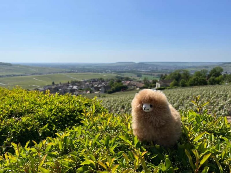 Champagne Private Day Trip: Epernay & Reims 9 glasses - An In-Depth Look at Your Champagne Day
