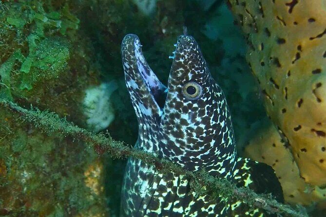 Champagne Reef, Bubble Beach and Scotts Head Snorkeling tour by boat in Dominica - What Makes This Tour Stand Out?