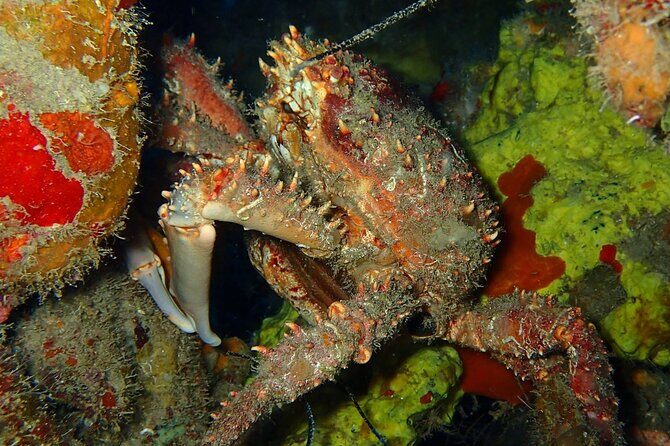 Champagne Reef Snorkeling Tour at volcanic hot Bubbles Dominica - Key Points