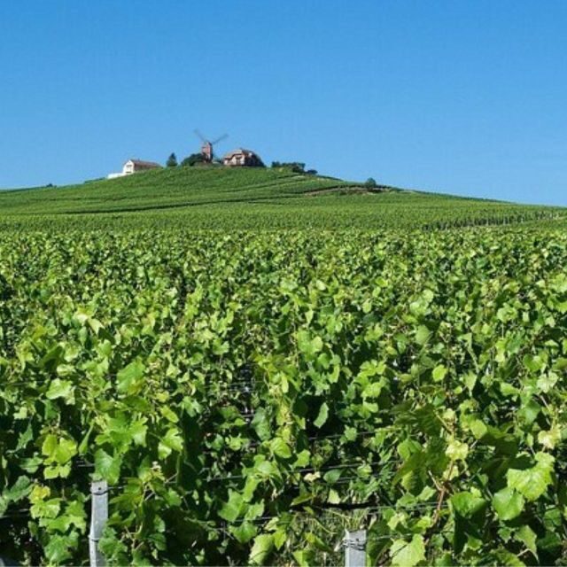 Champagne Region from Paris: Reims and Champagne Tasting - Key Points