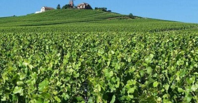 Champagne Region from Paris: Reims and Champagne Tasting - Frequently Asked Questions