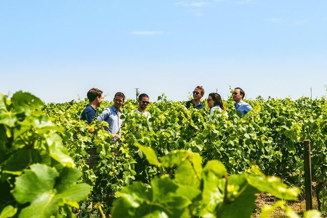 Champagne Small-Group Tour with Tastings and Lunch from Epernay - In The Sum Up