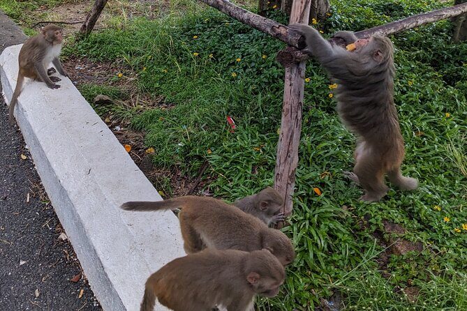 Chan May Port : Private tour to Golden Hand Bridge - Ba Na Hills - Who Will Love This Tour?