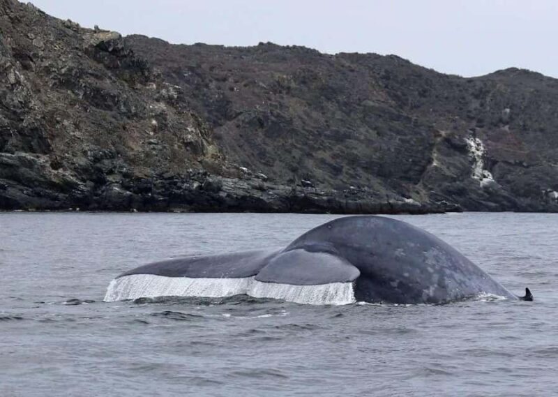 Chañaral de Aceituno Boat ticket - Discover the Marine Wonders of Chañaral de Aceituno