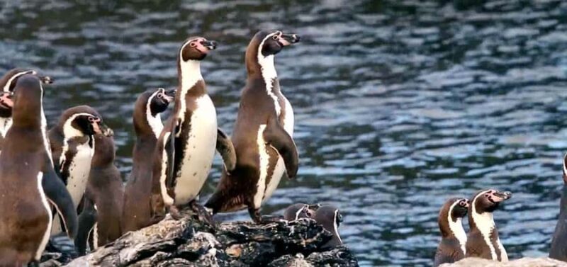 Chañaral de Aceituno Boat ticket - Key Points