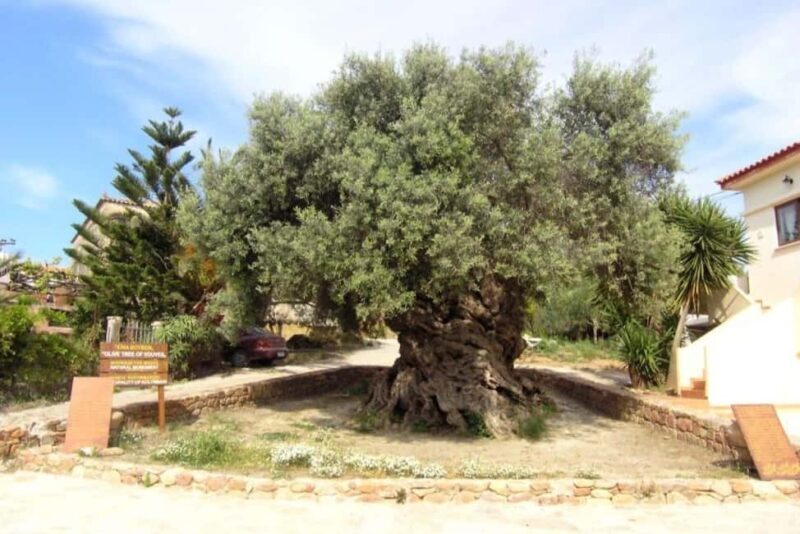 Chania Area: Food Tasting Tour with Winery Visit - Key Points