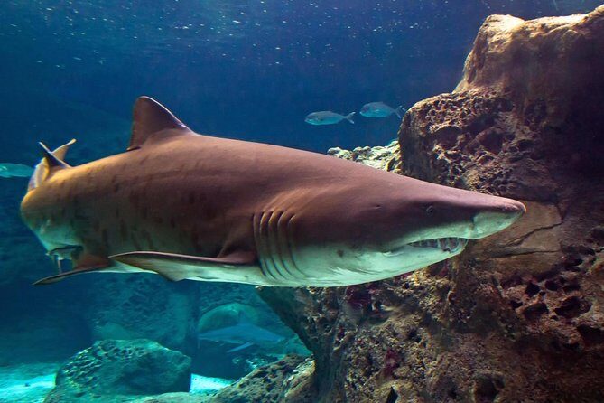 Chania Childrens Day CretAquarium Dinosauria and Labyrinth Park - A Comprehensive Look at the Tour