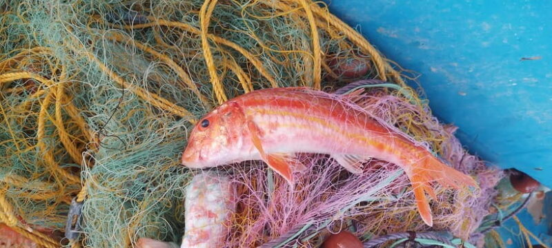 Chania Fishing with Nets: Catch&Cook with a Local Fisherman - A Closer Look at the Chania Fishing with Nets Tour