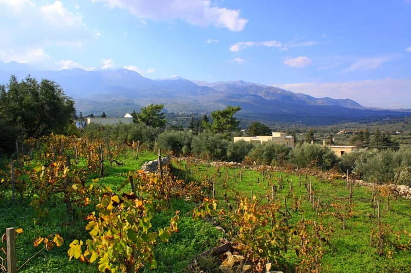 Chania: Full-Day Vineyard & Winery Private Tour w/ Tastings - Who Should Consider This Tour?